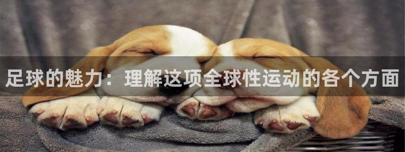 莆田悟空体育：足球的魅力：理解这项全球性运动的各个方面